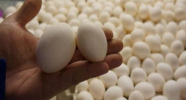 Jak skladovat násadová vejce před usazením v inkubátoru, požadavky na místnost a načasování